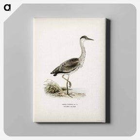 アートパネル-Gray Heron
 - スヴェンスカ フォグラル Canvas.