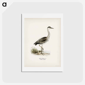 アートポストカード-Gray Heron
 - スヴェンスカ フォグラル Postcard.