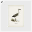 1-68_Svenska-Faglar_postcard