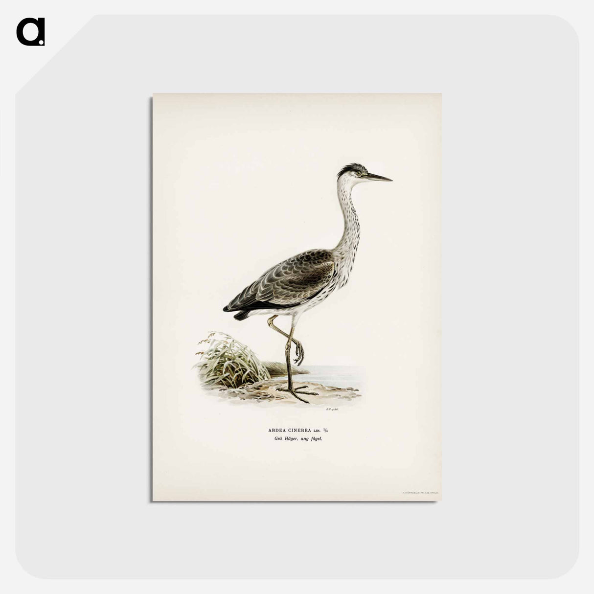 アートポストカード-Gray Heron
 - スヴェンスカ フォグラル Postcard.