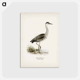 アートポストカード-Gray Heron
 - スヴェンスカ フォグラル Postcard.