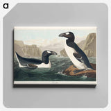 アートパネル-Great Auk from Birds of America
 - アメリカの鳥たち Canvas.