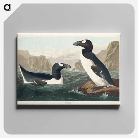 アートパネル-Great Auk from Birds of America
 - アメリカの鳥たち Canvas.