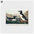 アートポストカード-Great Auk from Birds of America
 - アメリカの鳥たち Postcard.