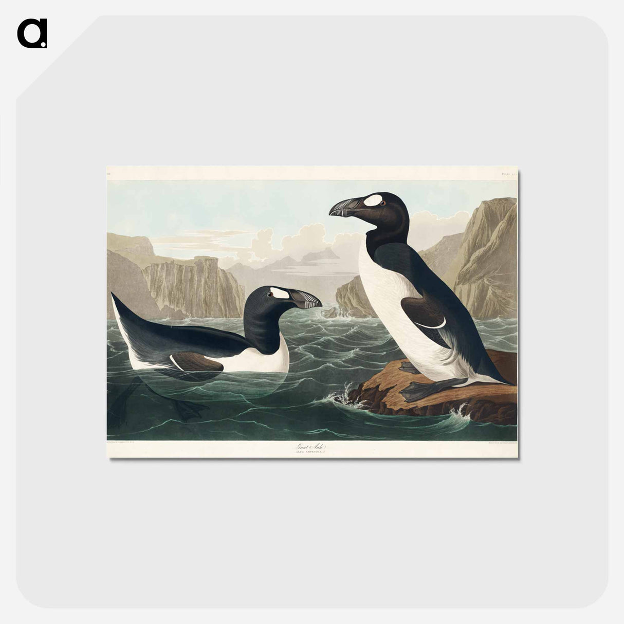 アートポストカード-Great Auk from Birds of America
 - アメリカの鳥たち Postcard.
