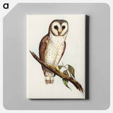 アートパネル-Delicate Owl
 - オーストラリアの鳥 Canvas.