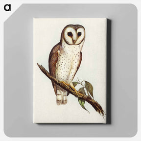 アートパネル-Delicate Owl
 - オーストラリアの鳥 Canvas.