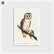 アートポストカード-Delicate Owl
 - オーストラリアの鳥 Postcard.