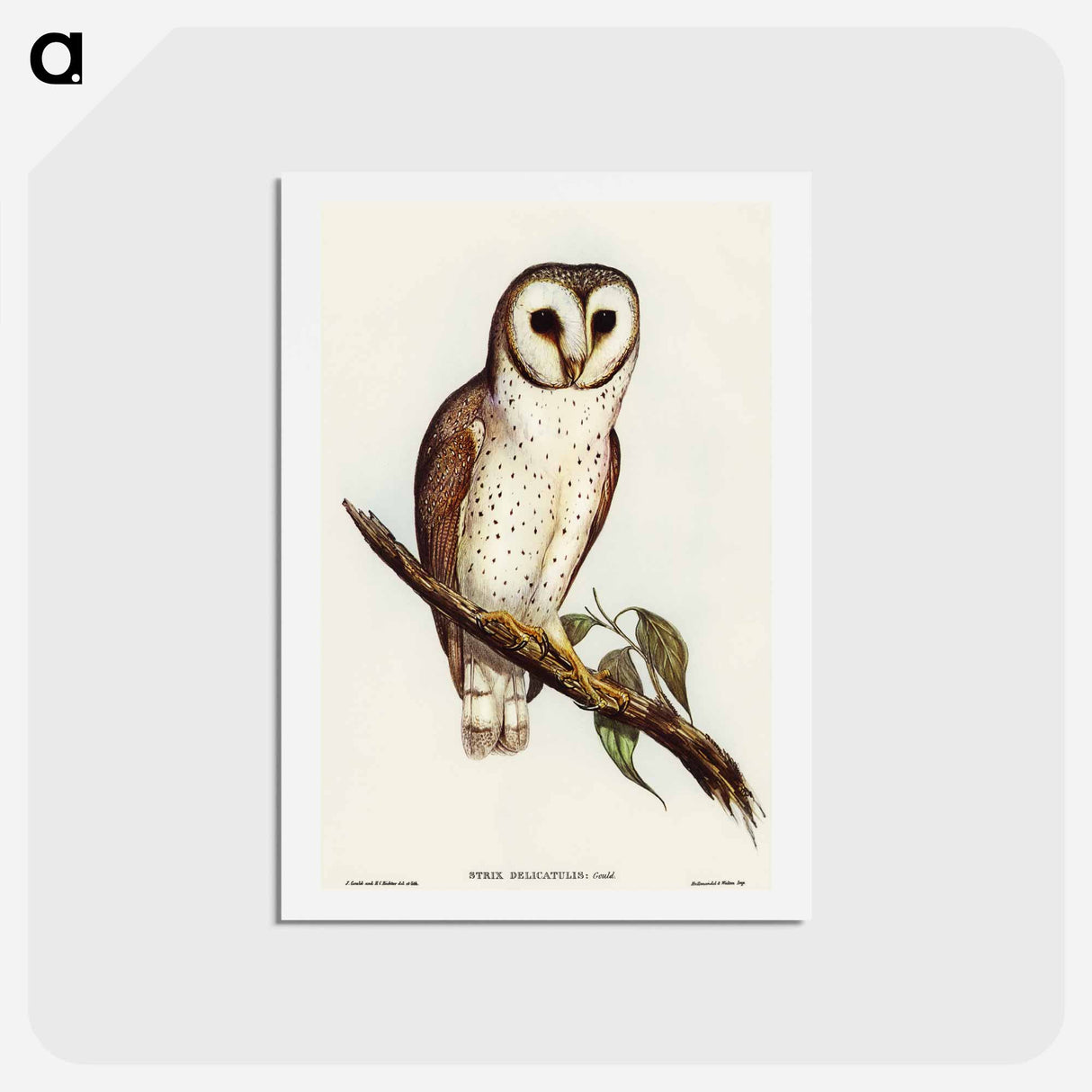 アートポストカード-Delicate Owl
 - オーストラリアの鳥 Postcard.