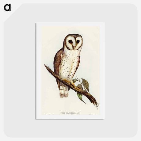 アートポストカード-Delicate Owl
 - オーストラリアの鳥 Postcard.