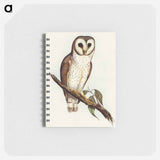 アートメモ帳-Delicate Owl
 - オーストラリアの鳥 Memo.