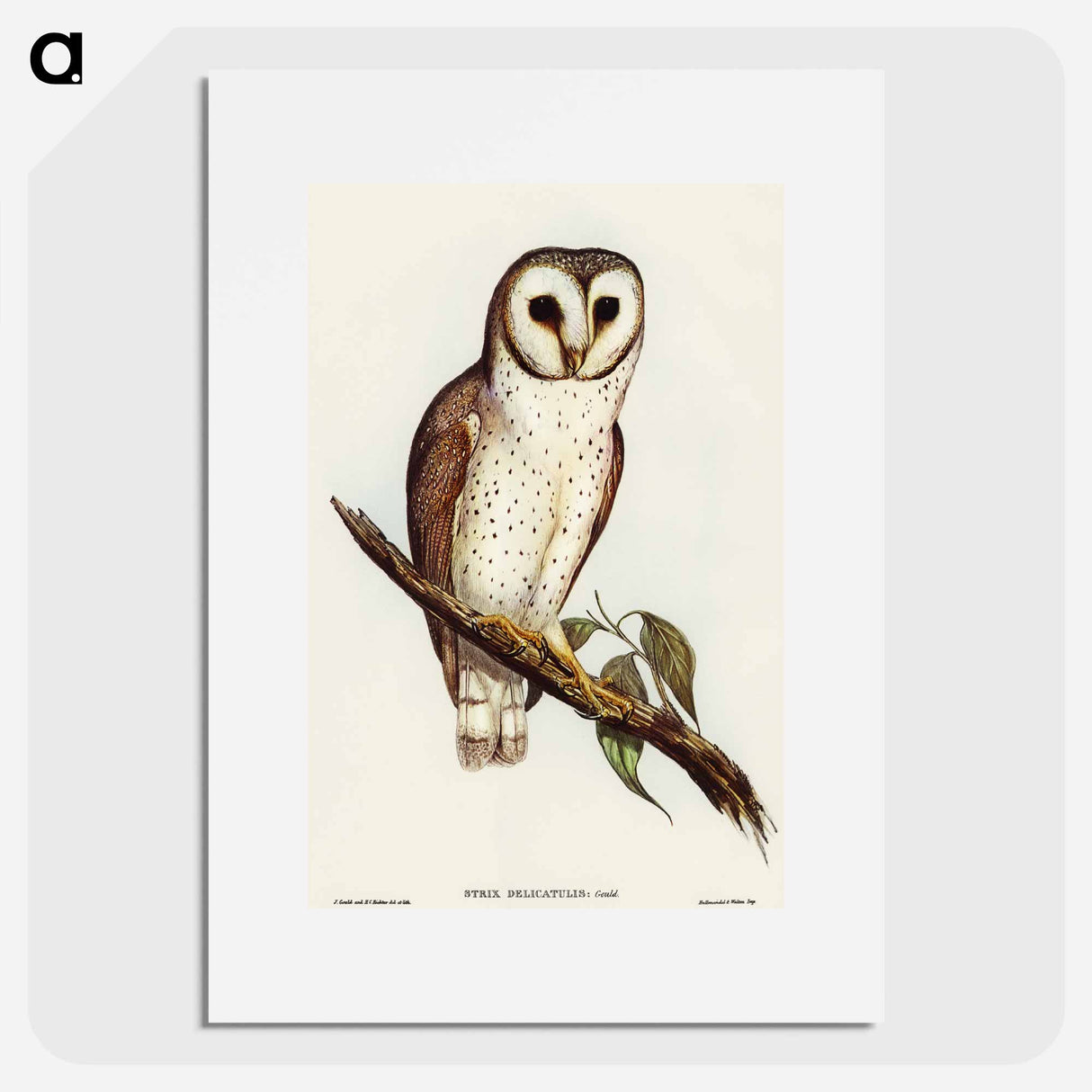 アートポスター-Delicate Owl
 - オーストラリアの鳥 Poster.