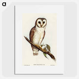 アートポスター-Delicate Owl
 - オーストラリアの鳥 Poster.