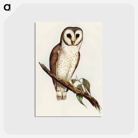 アートポストカード-Delicate Owl
 - オーストラリアの鳥 Postcard.