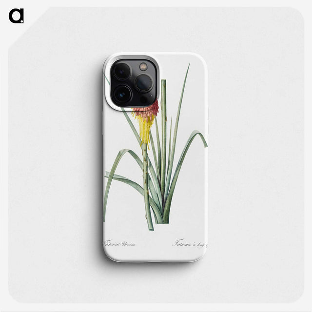 1-68_The-Lilies_phone