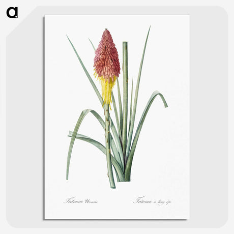 1-68_The-Lilies_picture-crop