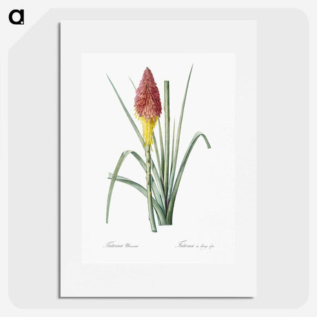 1-68_The-Lilies_picture