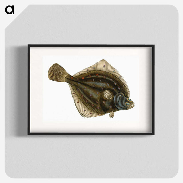 1-68_The-Natural-History-of-British-Fishes_blk