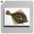 1-68_The-Natural-History-of-British-Fishes_canvas