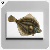 1-68_The-Natural-History-of-British-Fishes_canvas