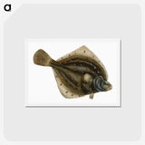1-68_The-Natural-History-of-British-Fishes_hagaki