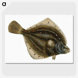 1-68_The-Natural-History-of-British-Fishes_picture-crop