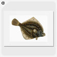 1-68_The-Natural-History-of-British-Fishes_picture