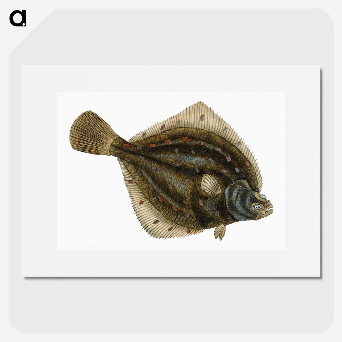 1-68_The-Natural-History-of-British-Fishes_picture