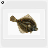 1-68_The-Natural-History-of-British-Fishes_picture