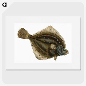 1-68_The-Natural-History-of-British-Fishes_picture