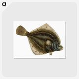 1-68_The-Natural-History-of-British-Fishes_postcard