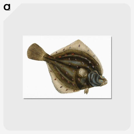 1-68_The-Natural-History-of-British-Fishes_postcard
