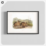 1-68_The-Viviparous-Quadrupeds_blk