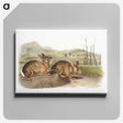 1-68_The-Viviparous-Quadrupeds_canvas