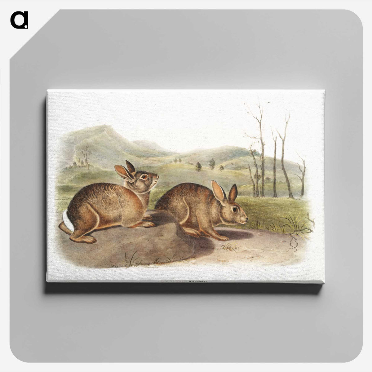 1-68_The-Viviparous-Quadrupeds_canvas