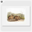 1-68_The-Viviparous-Quadrupeds_picture