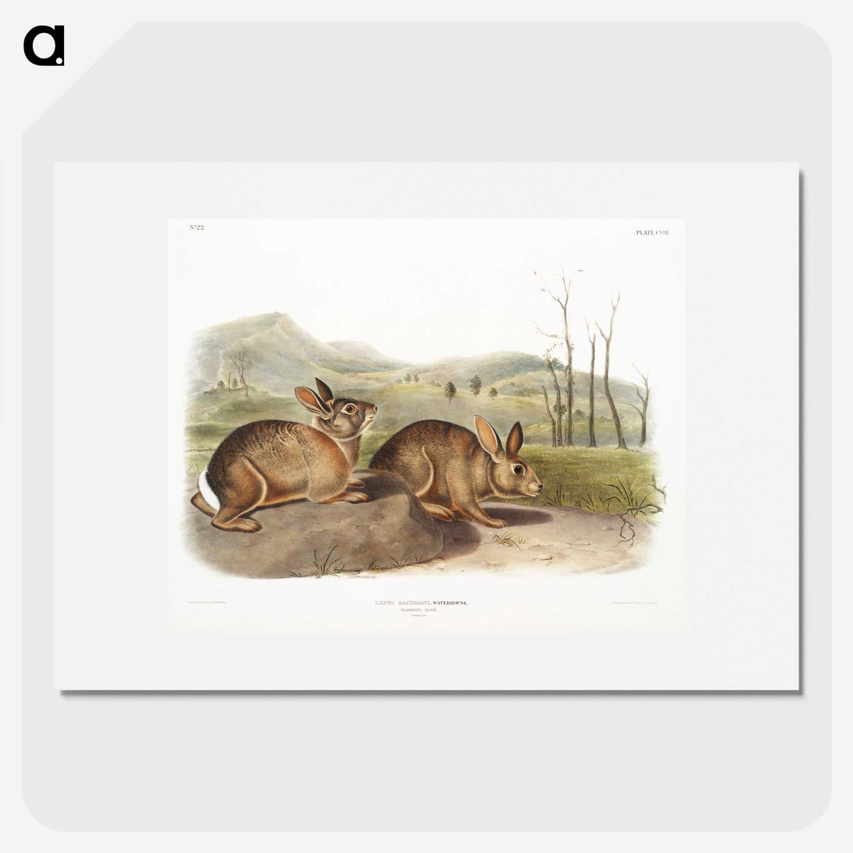 1-68_The-Viviparous-Quadrupeds_picture
