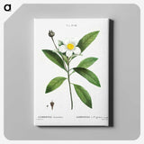 1-68_Treatise-on-Trees-and-Shrubs_canvas