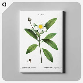 1-68_Treatise-on-Trees-and-Shrubs_canvas