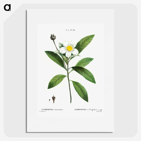 1-68_Treatise-on-Trees-and-Shrubs_picture