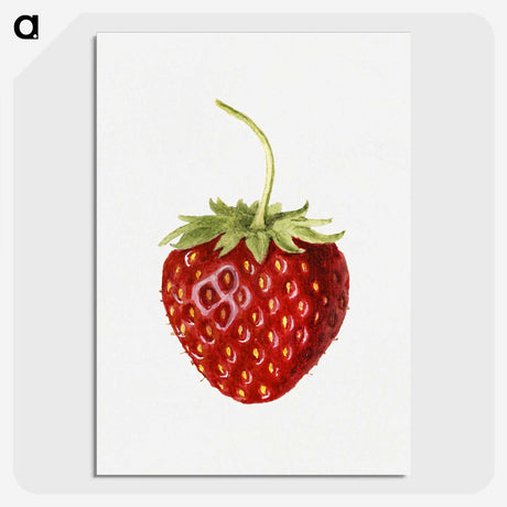 1-68_USDA-Watercolor-Fruit-Painting-Collection_picture-crop