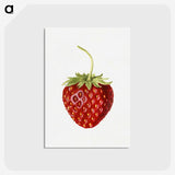 1-68_USDA-Watercolor-Fruit-Painting-Collection_postcard