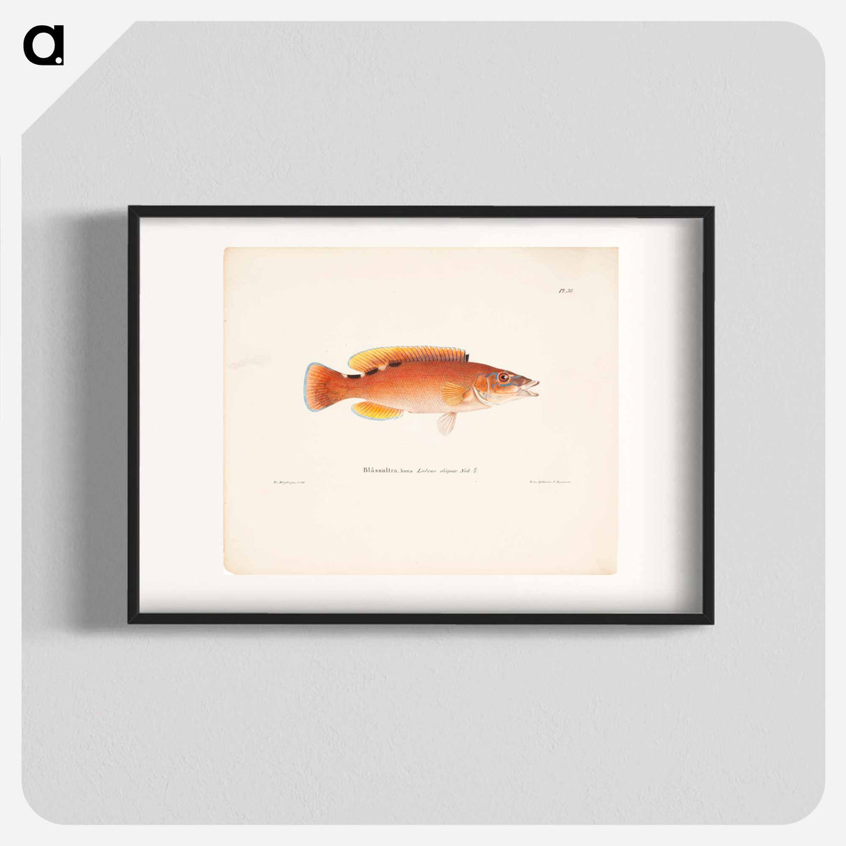 Cuckoo-wrasse, female - Wilhelm von Wright Poster.