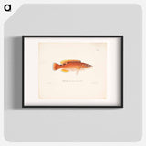 Cuckoo-wrasse, female - Wilhelm von Wright Poster.
