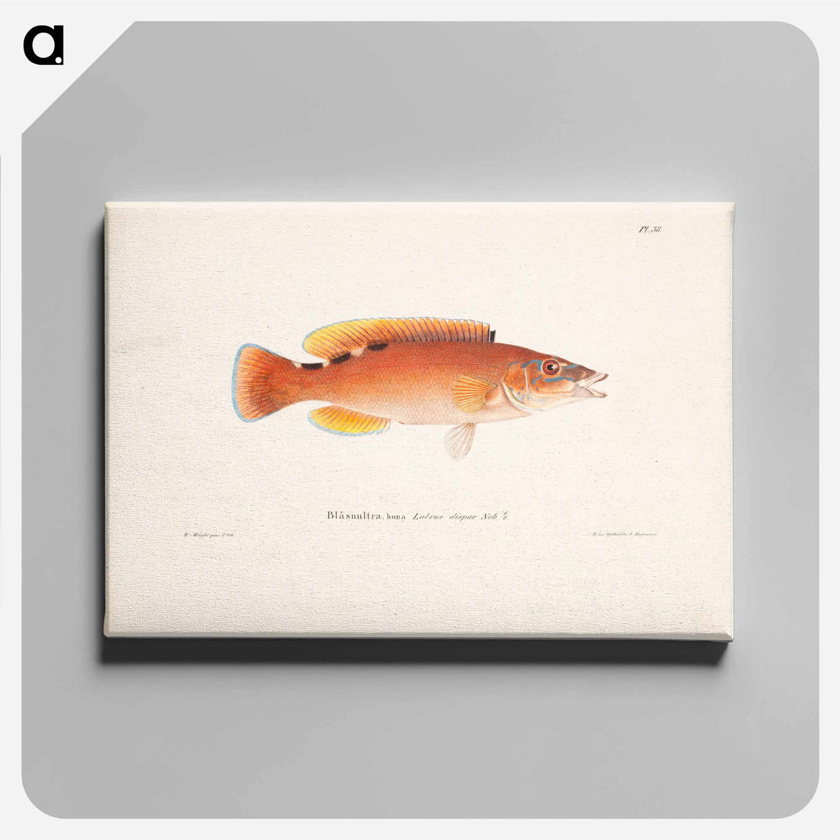 Cuckoo-wrasse, female - ヴィルヘルム フォン ライト Canvas.