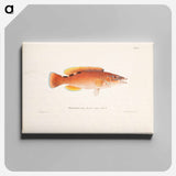 Cuckoo-wrasse, female - ヴィルヘルム フォン ライト Canvas.
