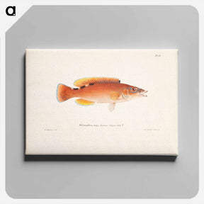 アートパネル-Cuckoo-wrasse, female - ヴィルヘルム フォン ライト Canvas.