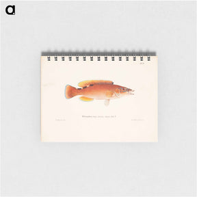 アートメモ帳-Cuckoo-wrasse, female - ヴィルヘルム フォン ライト Memo.