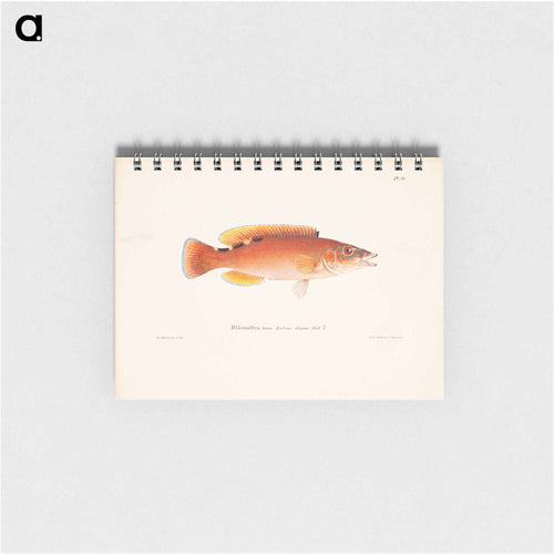 Cuckoo-wrasse, female - ヴィルヘルム フォン ライト Memo.