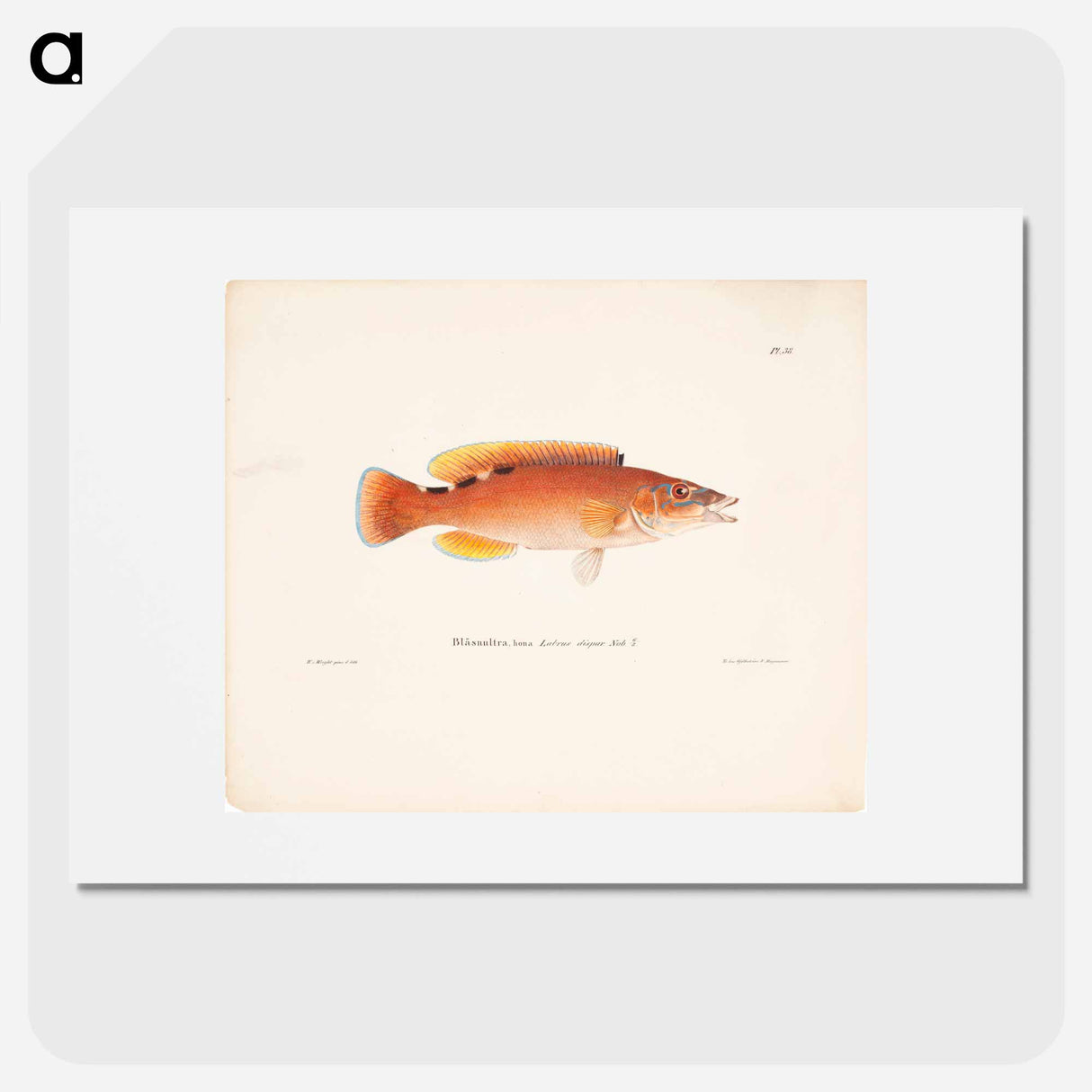 Cuckoo-wrasse, female - Wilhelm von Wright Poster.